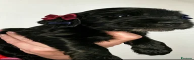 Cocker Spaniel 5