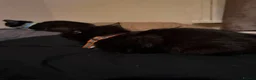Mixed Breed cats for sale: Rescue Kittens and Cats Urgent - Advert 11