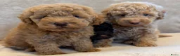 Miniature Poodle dogs for sale: 🐾 Gorgeous Miniature Poodle Puppies 🐾 in Ashford - Advert 7