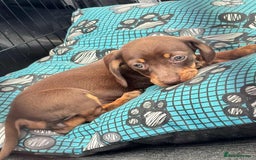 Dachshund dogs for sale: Miniature Dachshund puppies - Image 2