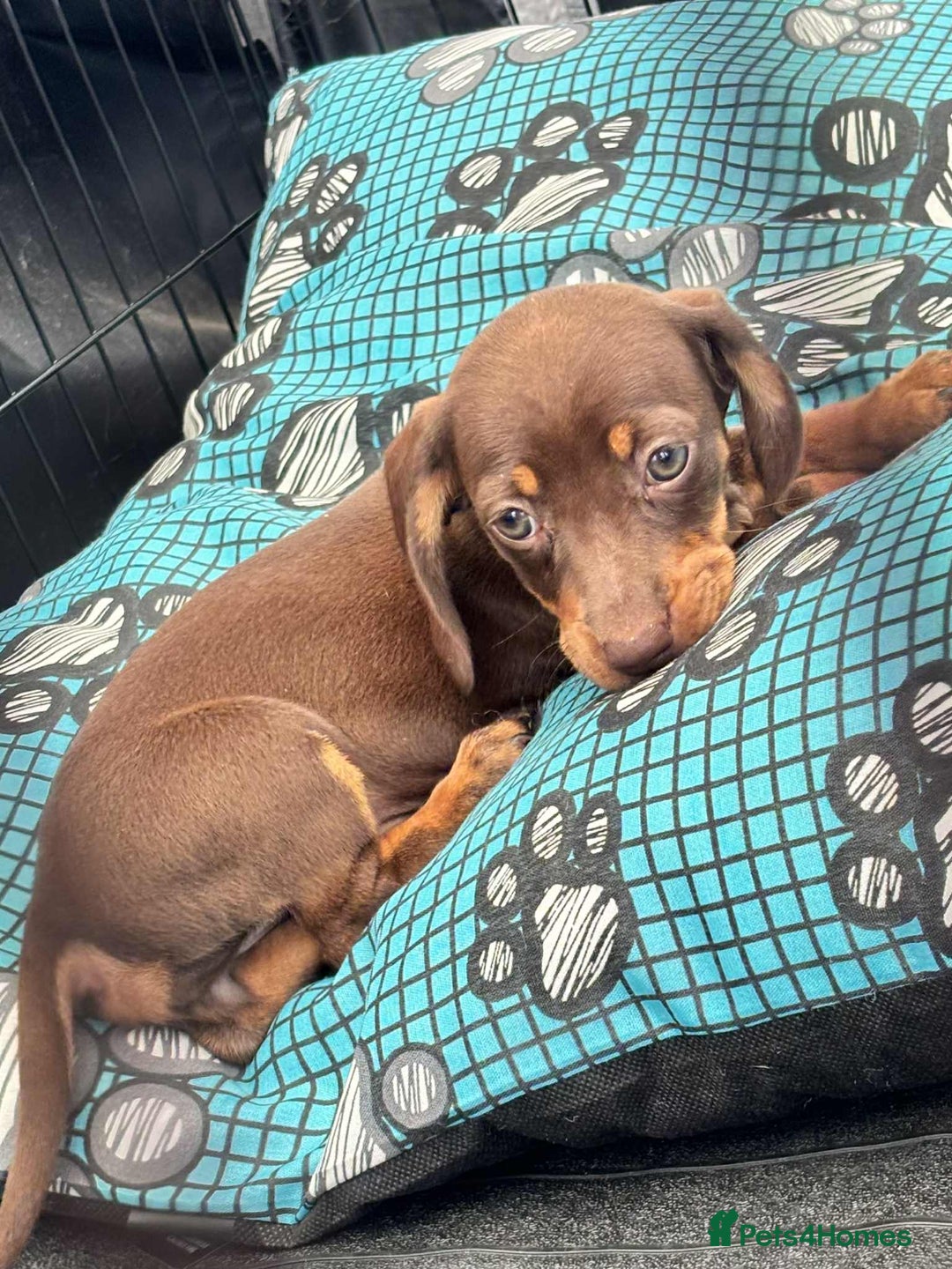 Dachshund dogs for sale: Miniature Dachshund puppies - Image 2