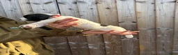English Springer Spaniel dogs for sale: English springer spaniels puppies  - Advert 13