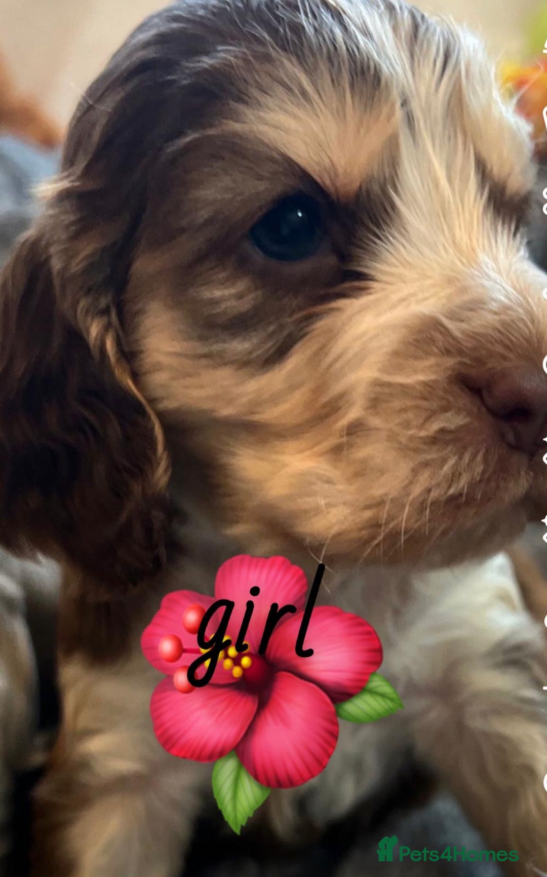 Cocker Spaniel dogs for sale: True show cocker spaniel pups  - Image 6