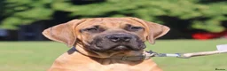 Boerboel dogs for sale: Imperial Boerboels  - Advert 31