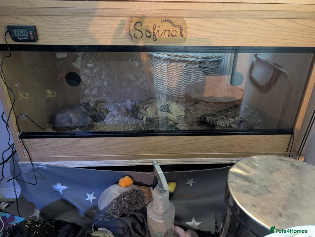 King Snake reptiles for sale: Californian king snake  - Advert 6