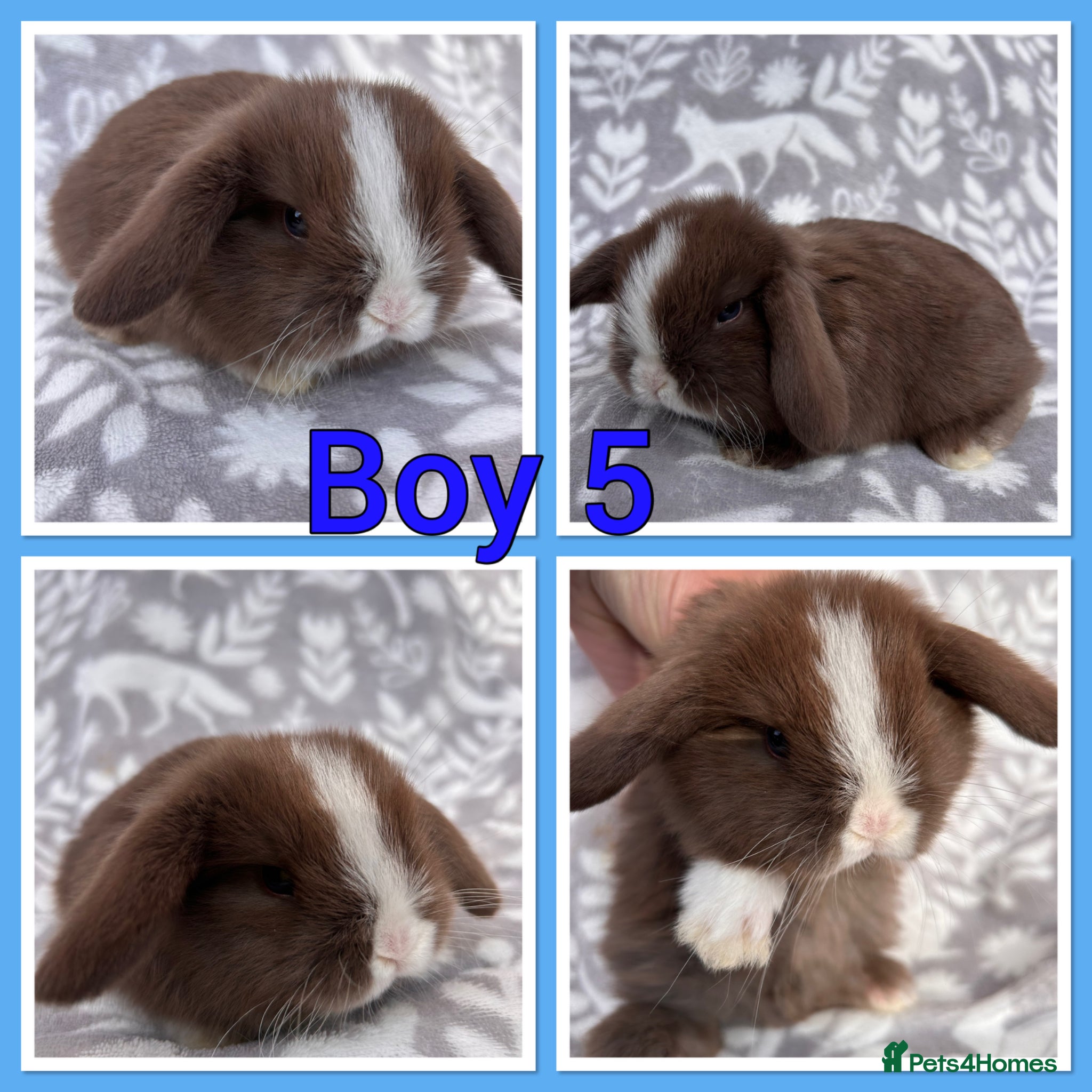 Mini Lop rabbits Pure Mini Lop babies  - Advert 2
