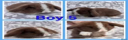 Mini Lop rabbits for sale: Pure Mini Lop babies  - Advert 5