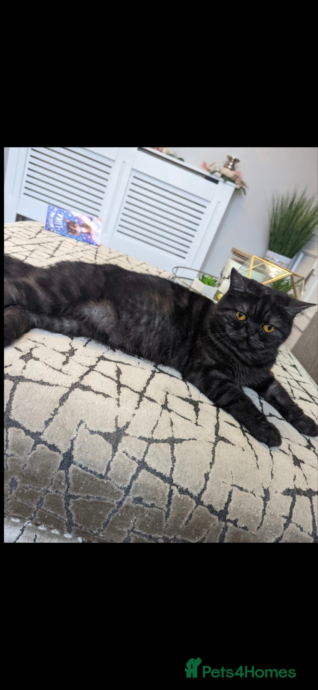 British Shorthair cats for sale: 💫RARE💫 BLACK SMOKE FEMALE & BLUE LONGHAIR MALE  - Advert 24