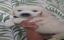 Golden Retriever dogs for sale: KC Reg Fully Health Tested Golden Retriever Pups - Image 2