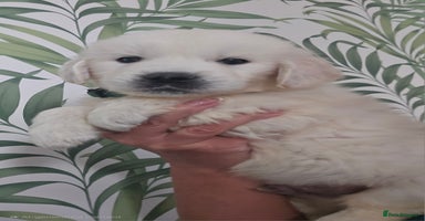 Golden Retriever dogs - Advert 6