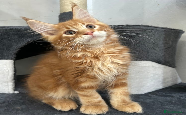 Maine Coon cats - Advert 9