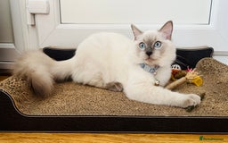 Ragdoll cats for sale: SILKY ADORABLE RAGDOLL KITTEN CHAMPIONLINE - Image 10
