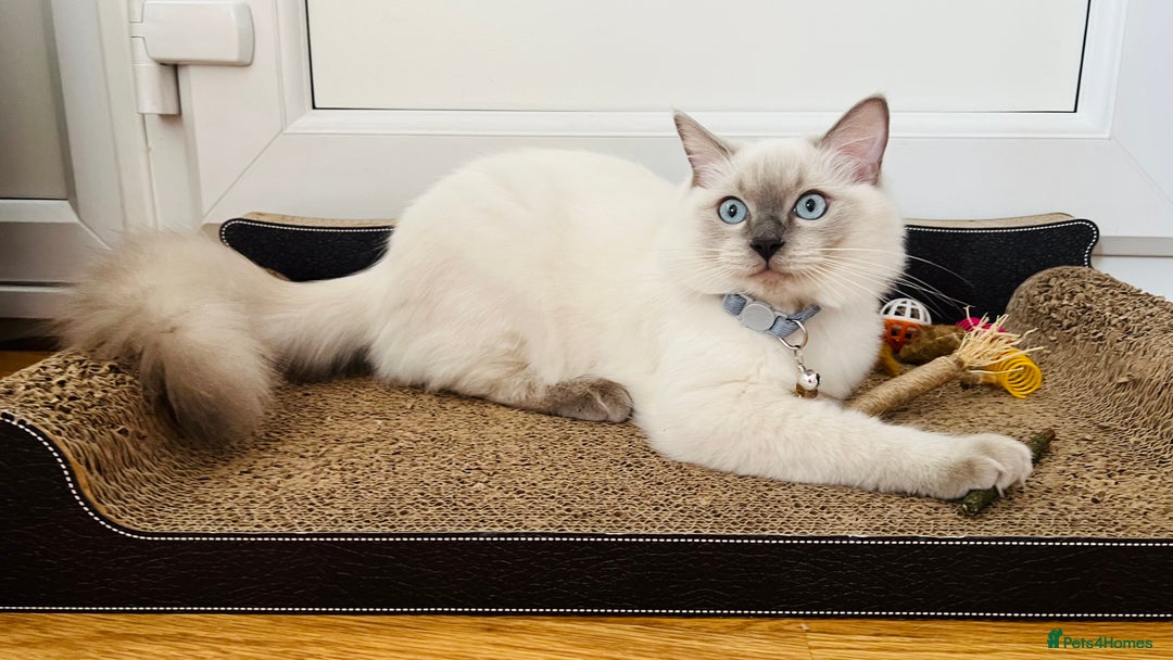Ragdoll cats for sale: SILKY ADORABLE RAGDOLL KITTEN CHAMPIONLINE - Image 10