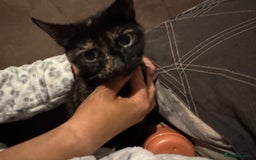 British Shorthair cats for sale: Kittens  - Advert 15