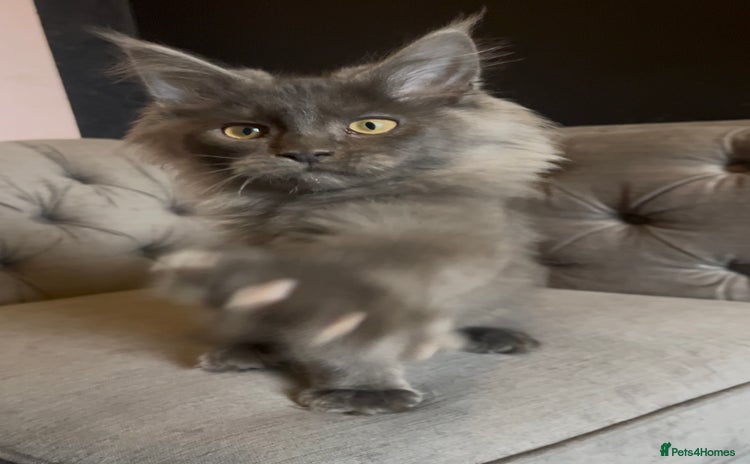 Maine Coon cats - Advert 7