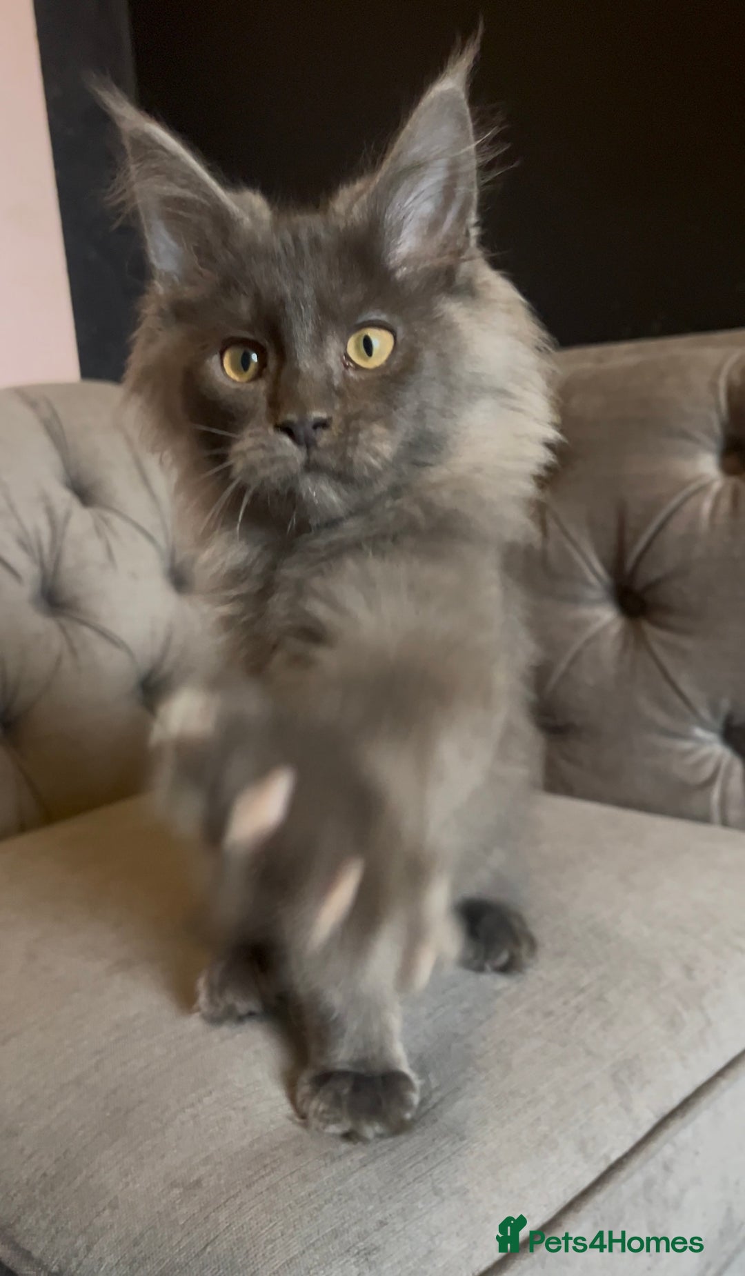 Maine Coon cats for sale: 🏆 PEDIGREE MAINE COON KITTENS GCCF 🏆  - Advert 2