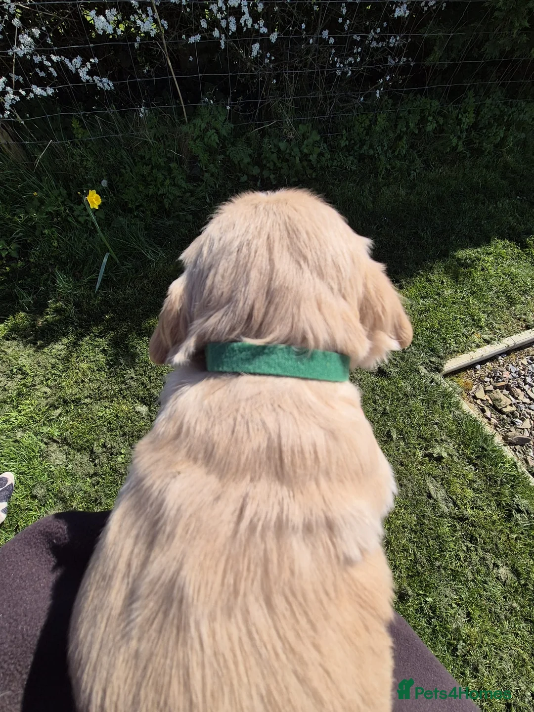Cocker Spaniel dogs for sale: Working cocker DOG pups in Umberleigh - Advert 12