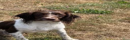 English Springer Spaniel dogs for sale: Parents KC registered FTCH line pups - Advert 5