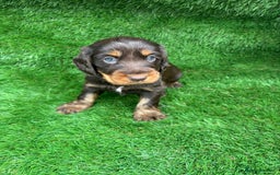 Cocker Spaniel dogs for sale: KC DNA SHOW TYPE COCKER SPANIEL!!  - Image 2