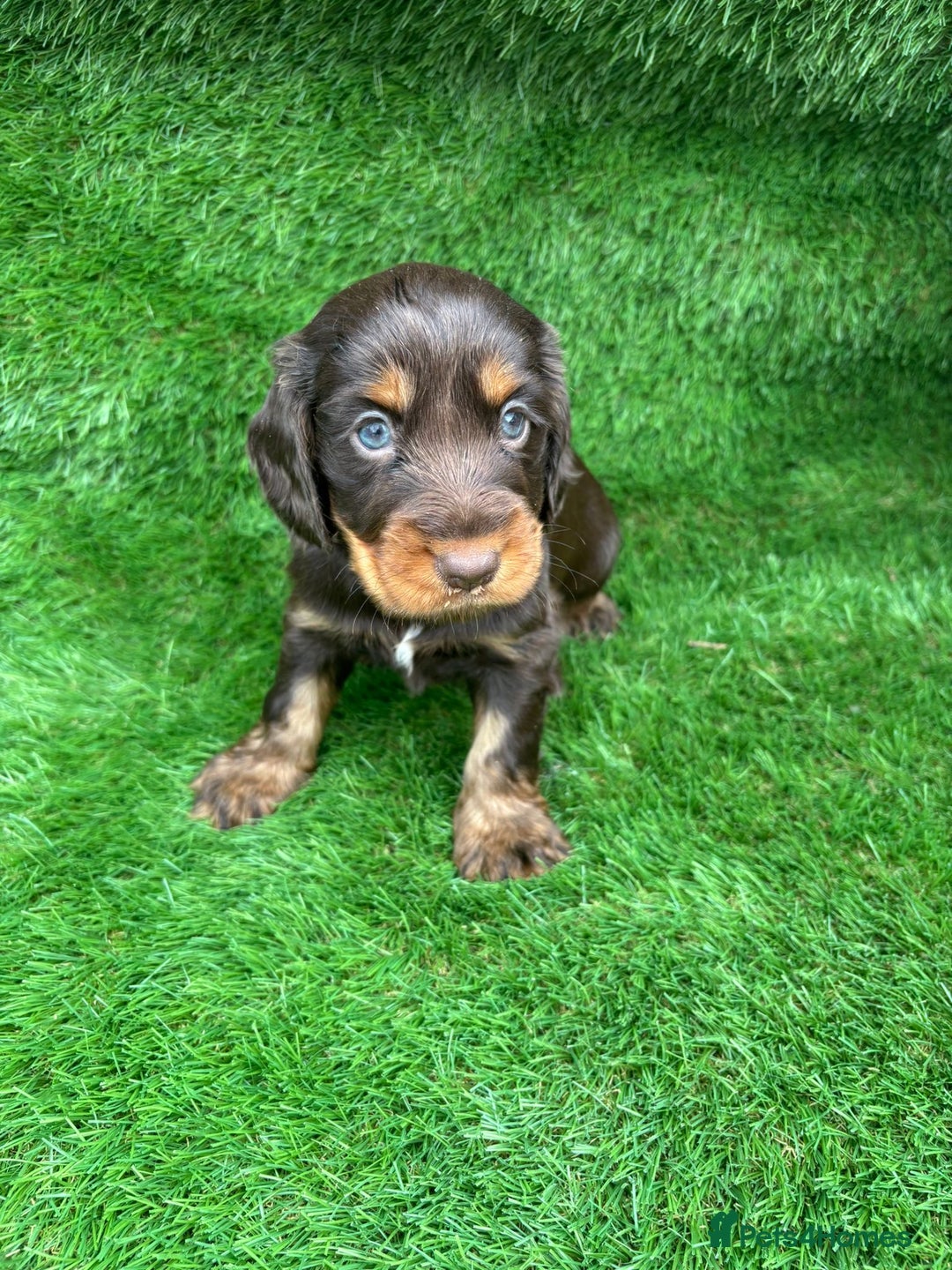 Cocker Spaniel dogs for sale: KC DNA SHOW TYPE COCKER SPANIEL!!  - Image 2