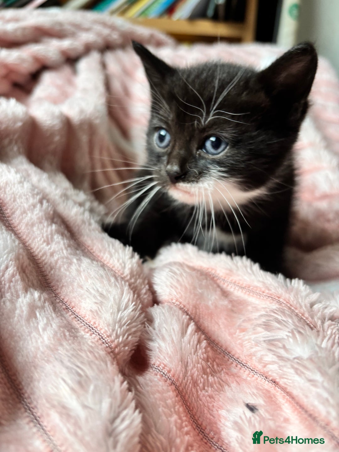 Mixed Breed cats for sale: 3 adorable kittens! Ready in 3 weeks!! 🐈‍⬛🐈‍⬛ - Image 9