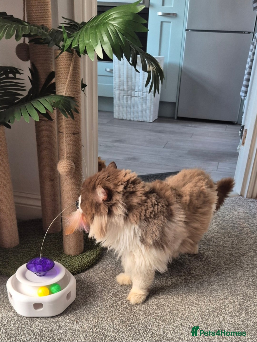 British Longhair cats for sale: Stunning GCCF Reg Male (Russian Imported parents)  - Image 10