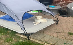 Mixed Breed dogs for sale: Lovely Cockapoo Huskie Cross Male Puppies - Image 5