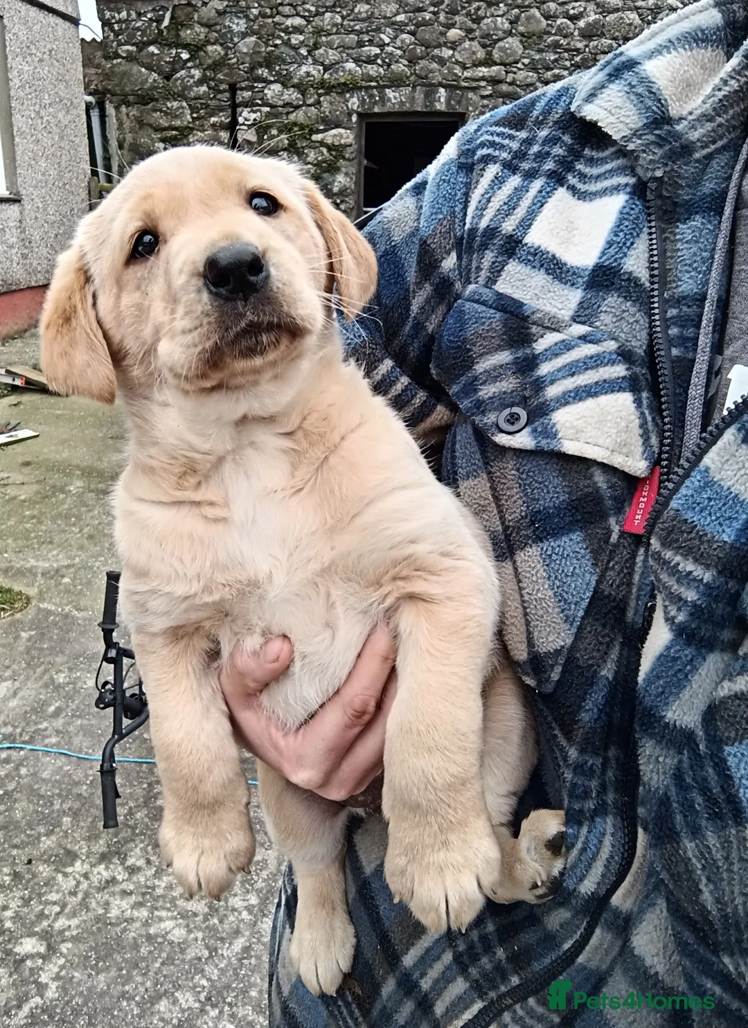 Labrador Retriever dogs for sale: Gorgoeus chunky pups in Holyhead - Advert 1