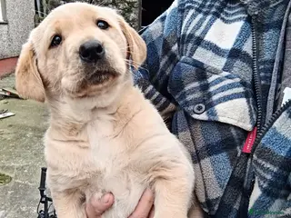 Labrador Retriever dogs Gorgoeus chunky pups - Advert 6