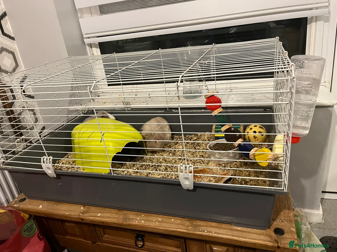 Guinea Pig rodents for sale: 3 female guinea pigs and cage - Advert 4