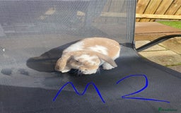French Lop rabbits for sale: Baby lop rabbits  - Image 3