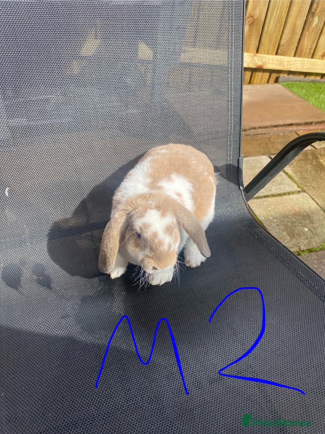 French Lop rabbits for sale: Baby lop rabbits  - Image 3