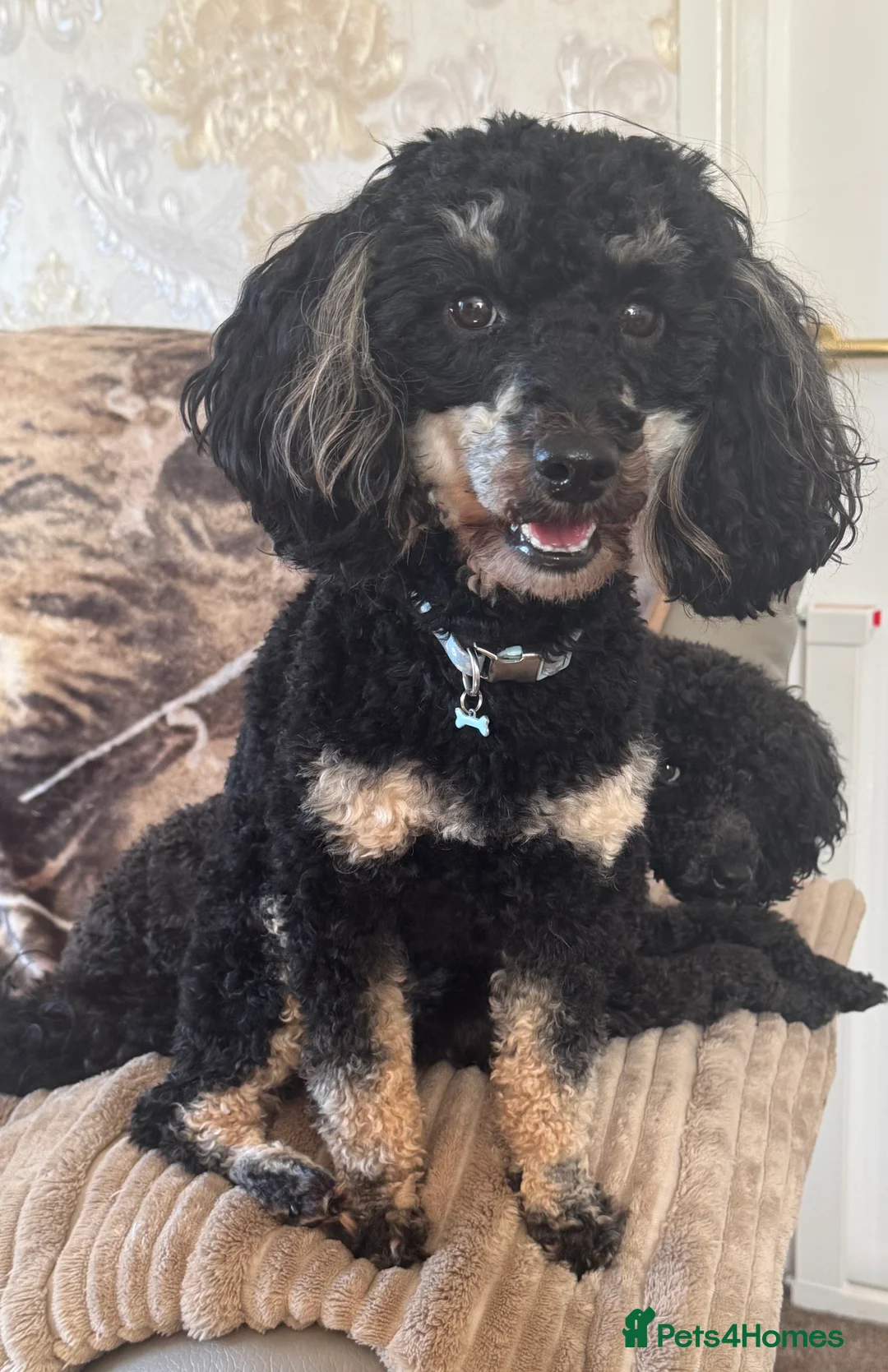 Miniature Poodle dogs for sale: Miniature poodle phantom - Advert 1