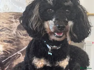 Miniature Poodle dogs Miniature poodle phantom - Advert 2