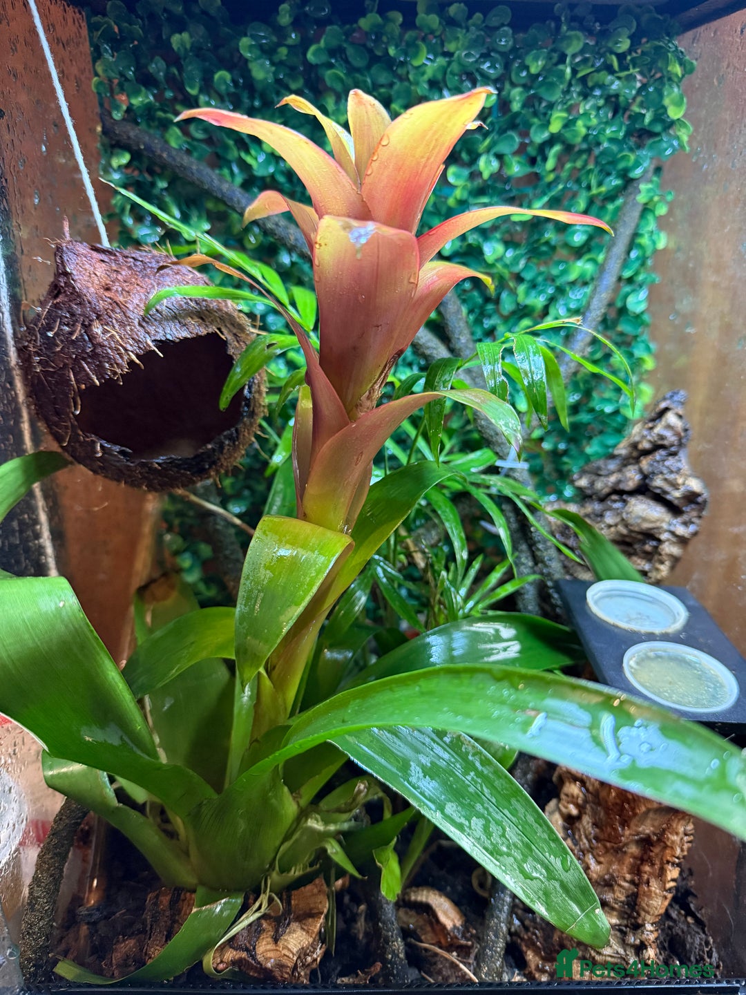 Gecko reptiles for sale: Gargoyle Gecko Full Bioactive Setup - Image 2