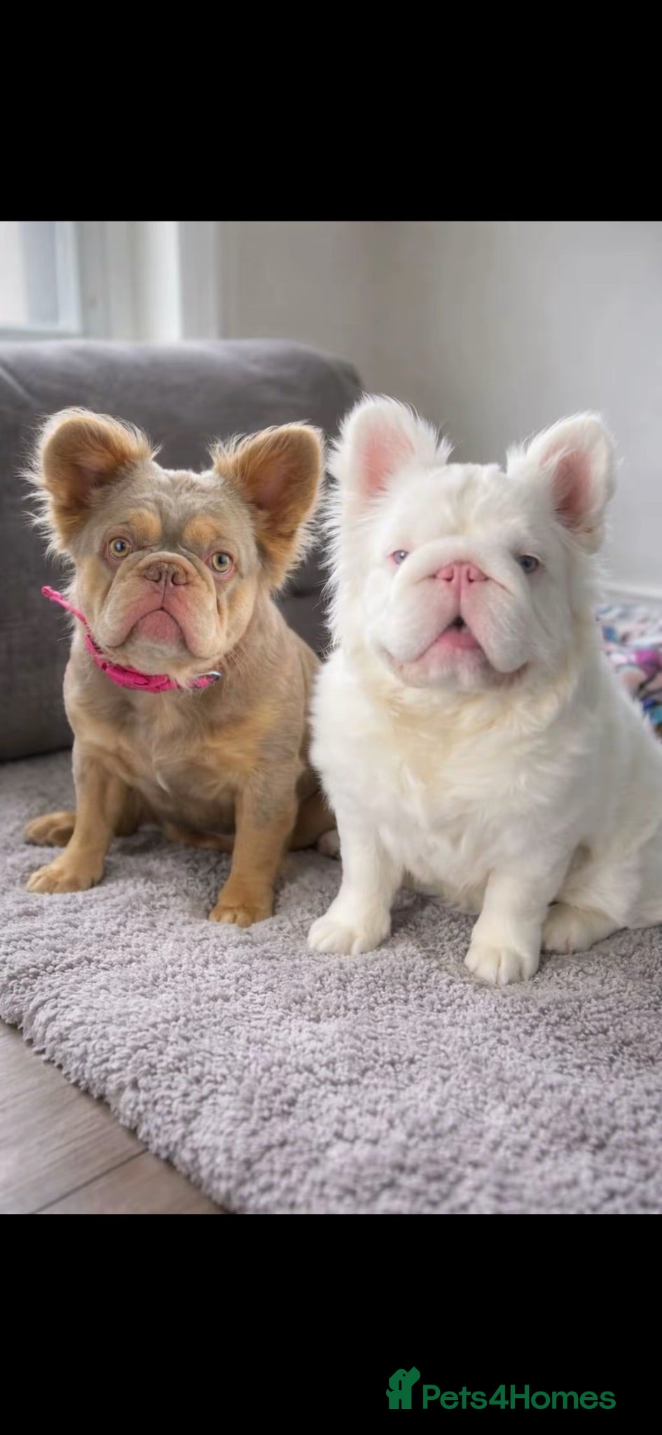 French Bulldog dogs Exceptional Fluffy Frenchie Puppies available  - Advert 1