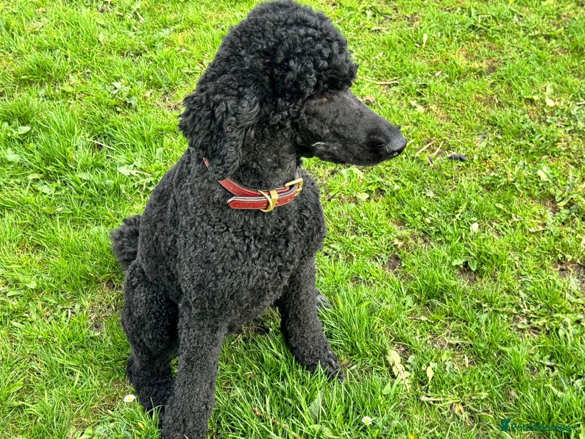 Standard Poodle dogs Standard Poodle Puppies Expected 19th May 2026 - Advert 2