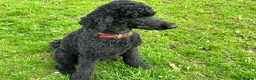 Standard Poodle dogs for sale: Standard Poodle KC Puppies Expected 19th May 2026 - Advert 3