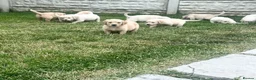 Golden Retriever dogs for sale: Beautiful golden retiver boy - Advert 5