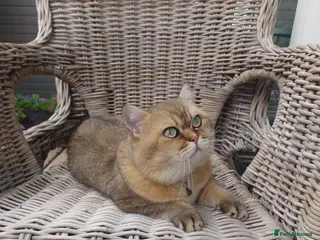 British Shorthair cats TICA Reg Adult Golden Chinchilla British Shorthair - Advert 1