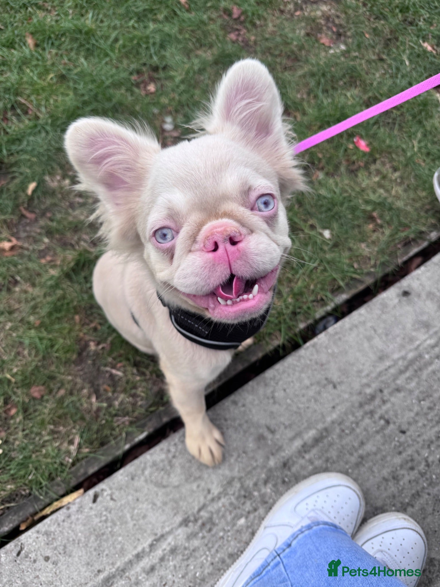 French Bulldog dogs Adorable fluffy frenchies - Advert 3