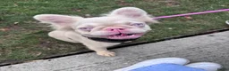 French Bulldog dogs for sale: Adorable fluffy frenchies - Advert 1