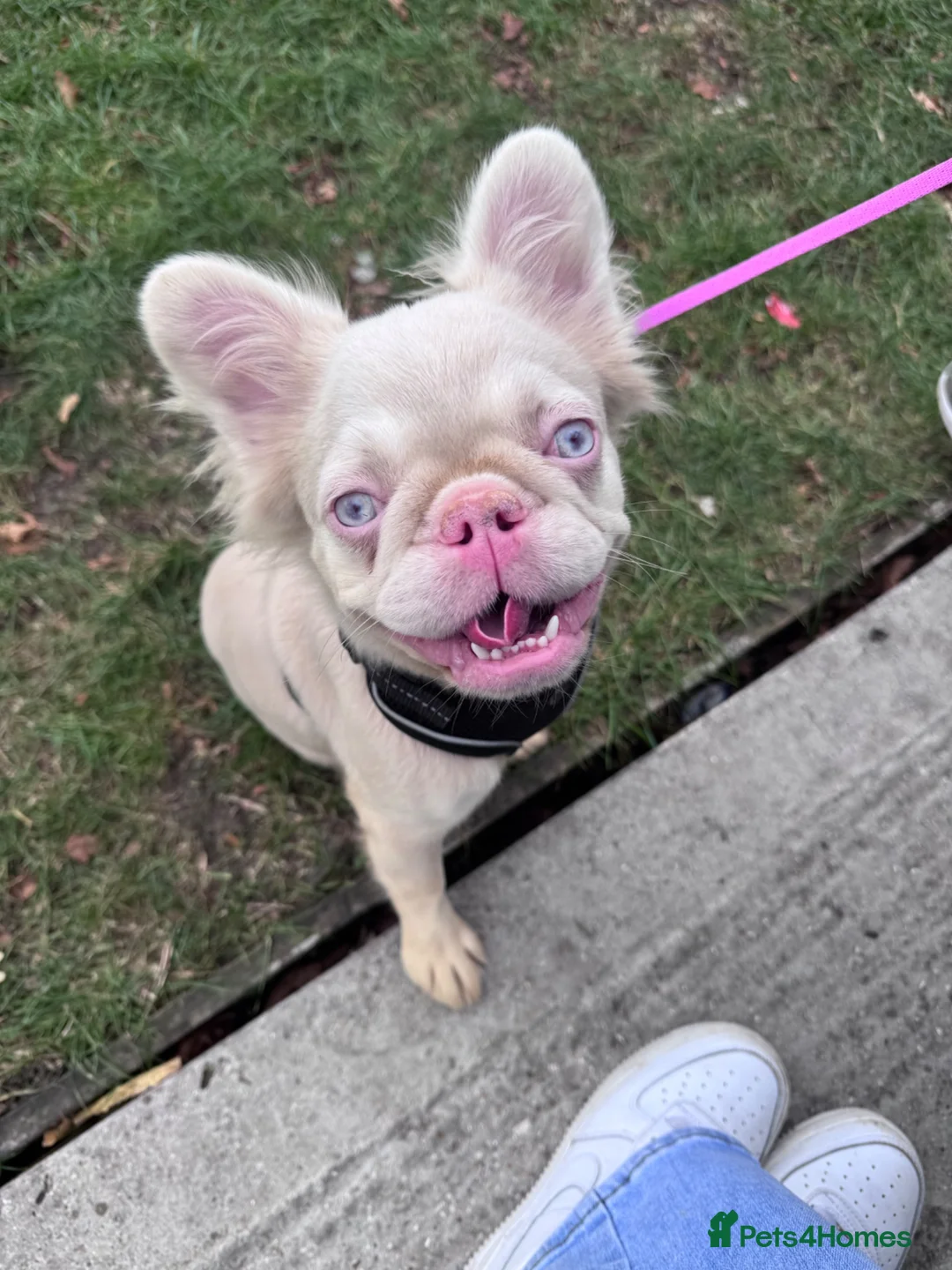 French Bulldog dogs for sale: Adorable fluffy frenchies - Advert 1