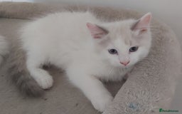 Ragdoll cats for sale: RAGDOLLS BOYS BICOLOUR VACCINATED MICROCHIPED  - Image 14