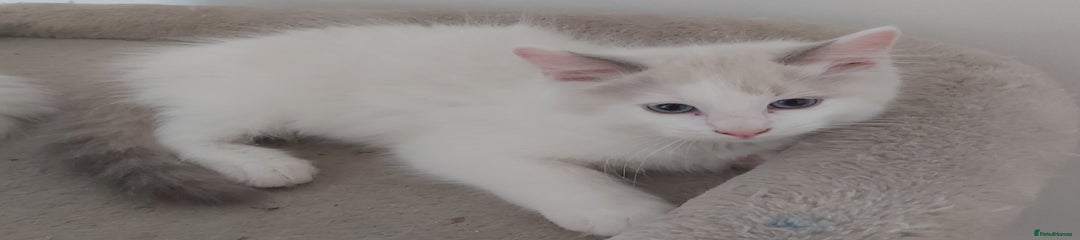 Ragdoll Kitten 3