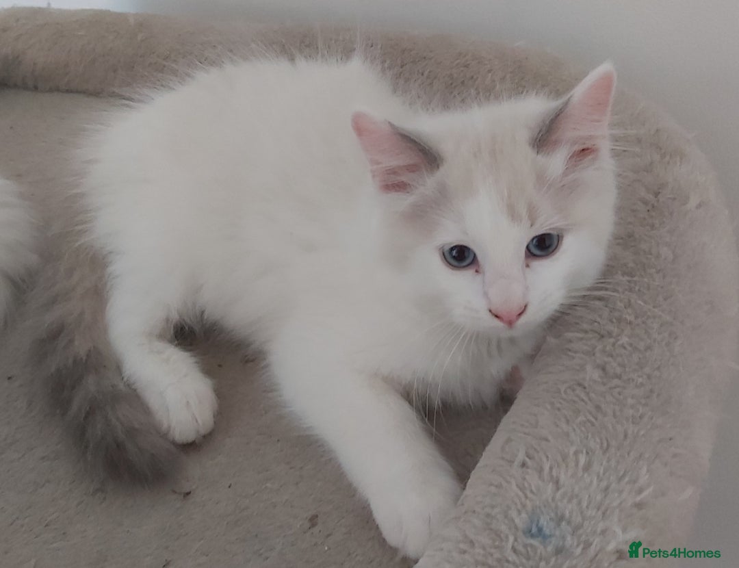 Ragdoll cats for sale: RAGDOLLS BOYS BICOLOUR VACCINATED MICROCHIPED  - Image 14