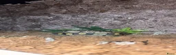 Python Snake reptiles for sale: Royal ball python for sale in Redditch - Advert 3