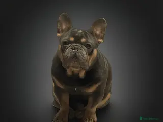 French Bulldog dogs KC French Bulldog for Stud - Advert 2