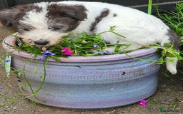 Lurcher dogs for sale: Lurcher bitch - Image 2