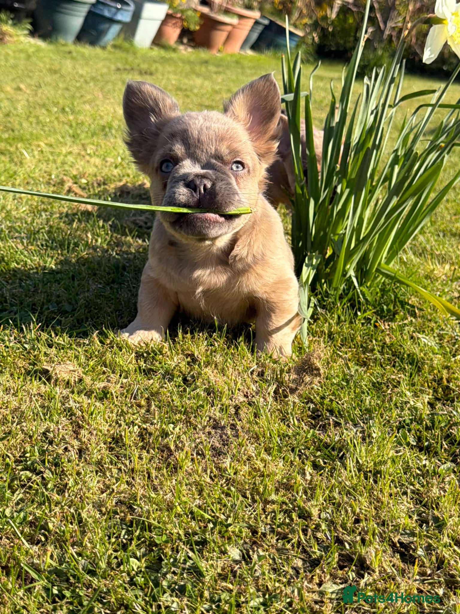 French Bulldog dogs 2 gorgeous French bulldog puppies  - Advert 4